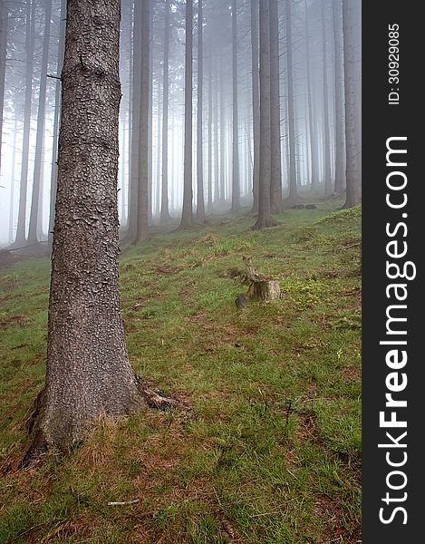 Coniferous forest with fog in background