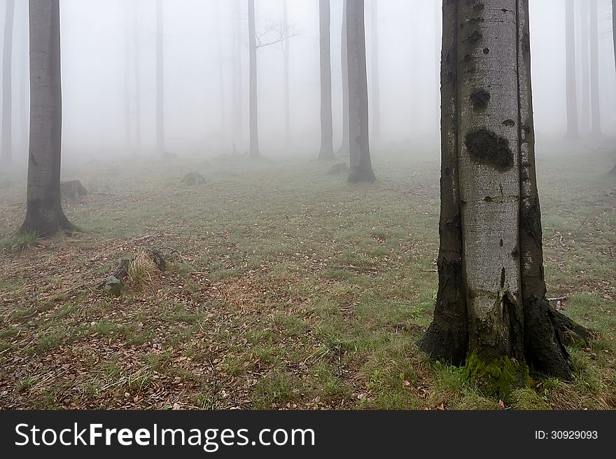 Spring beech forest with fog in background. Spring beech forest with fog in background