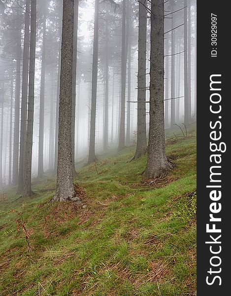Coniferous forest with fog in background