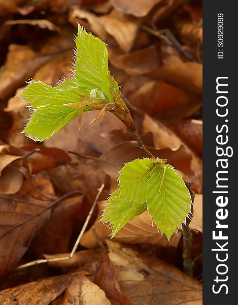 Spring dewy young beech leaves. Spring dewy young beech leaves