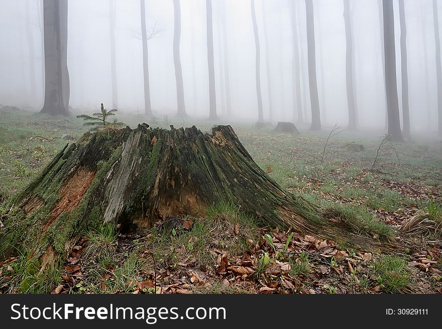 Spring beech forest with fog in background. Spring beech forest with fog in background