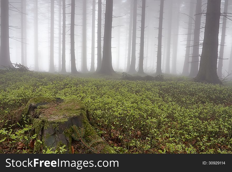 Coniferous forest with fog in background