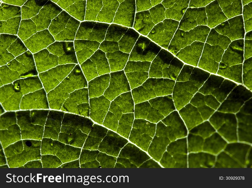 Background texture in the form of green leaves with white veins. Background texture in the form of green leaves with white veins.