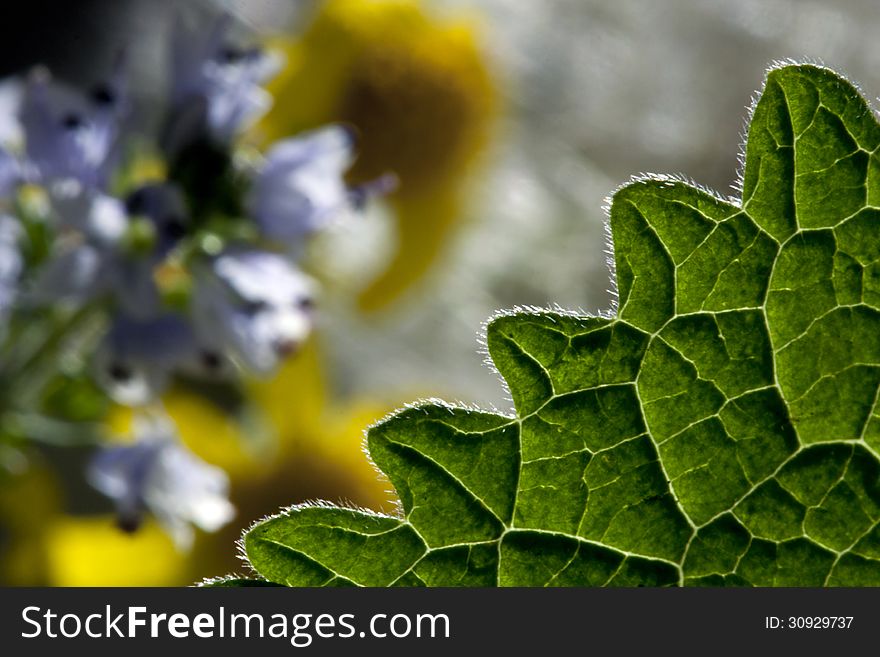 Green leaf on a background of yellow and purple flowers. Green leaf on a background of yellow and purple flowers