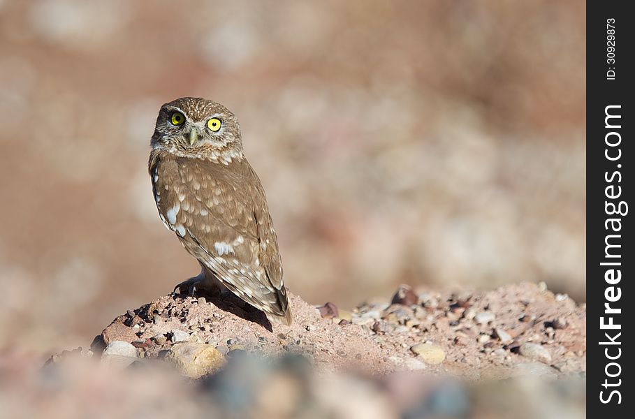 Siting owl next to road in national park