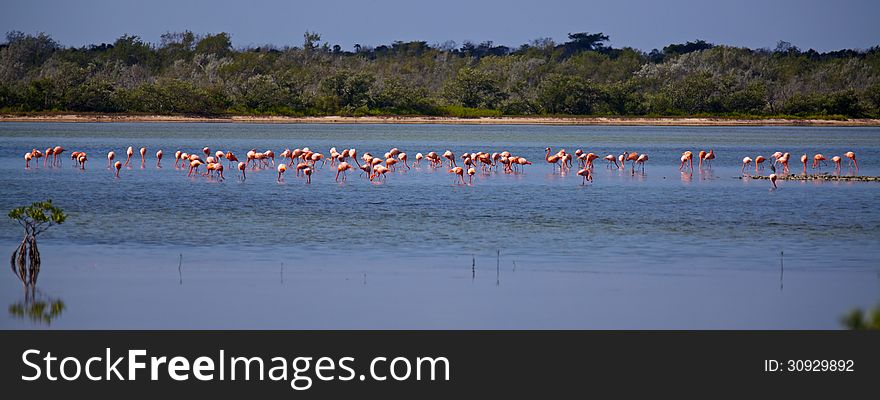 Wildlife flamengons on lake on Cuba. Wildlife flamengons on lake on Cuba
