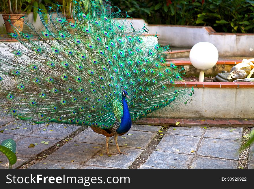 Peacock in Havana house court