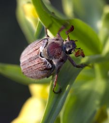 The May Beetle &x28;Melolontha&x29;. Stock Photo The May Beetle &x28;Melolontha&x29;. Stock Photo