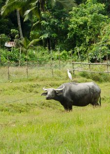 Bird On Buffalo In Rice Field At Phuket Island, Thailand Stock Image Bird On Buffalo In Rice Field At Phuket Island, Thailand Stock Image
