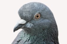 Pigeon &x28;Columba Livia&x29; Royalty Free Stock Photography Pigeon &x28;Columba Livia&x29; Royalty Free Stock Photography