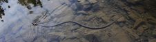 Nonpoisonous Snake Serpent Stock Photos Nonpoisonous Snake Serpent Stock Photos
