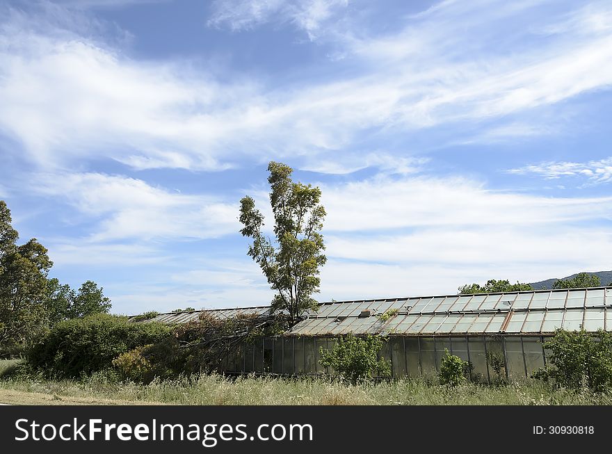 The abandoned greenhouse, from inside the plants have destroyed the windows of the roof.