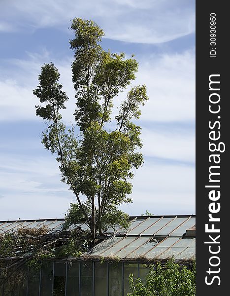 The abandoned greenhouse, from inside the plants have destroyed the windows of the roof.