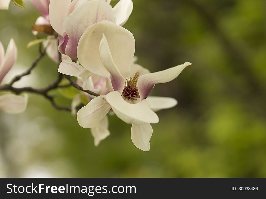 Beautiful White Magnolia Flower