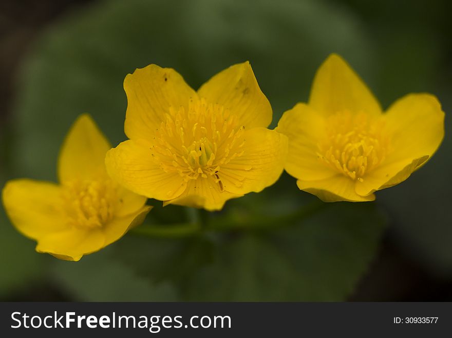 Marigolds in a clearing in Poland