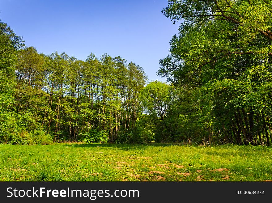 Forest glade with flowers in the cool shade of the trees a hot summer day. Forest glade with flowers in the cool shade of the trees a hot summer day