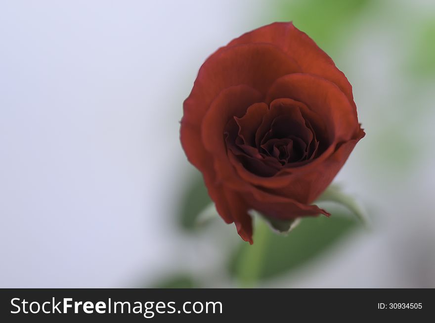 One rose with green background