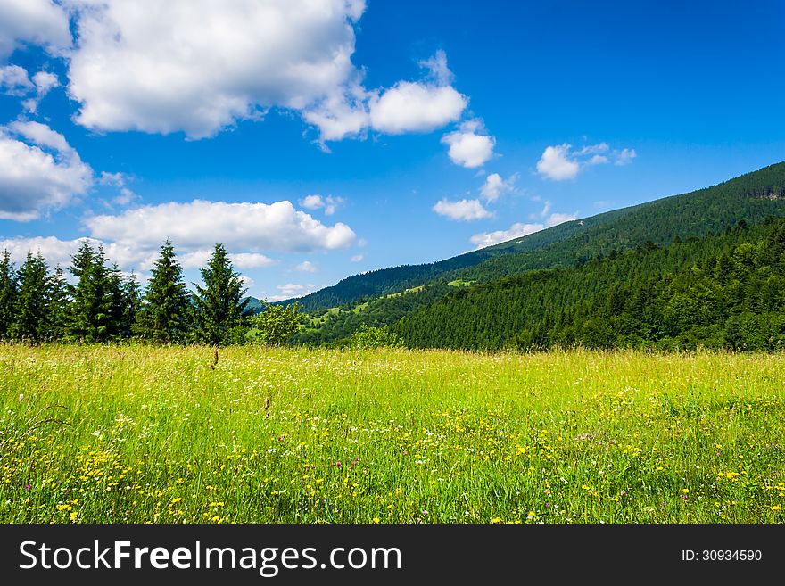 Meadow with fir trees in the mountains in summer. Meadow with fir trees in the mountains in summer