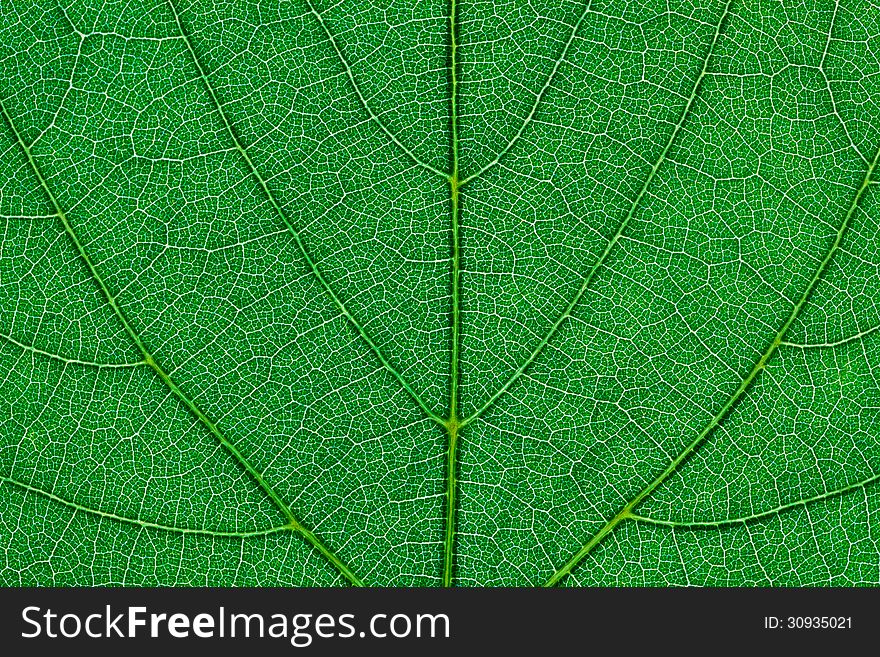 Fragment of green leaf. Extreme macro
