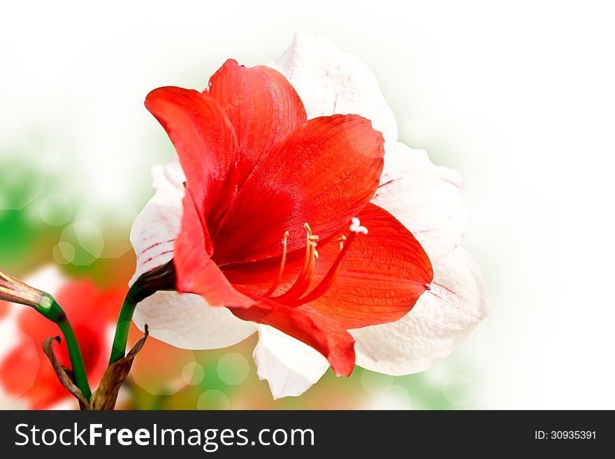 Beautiful Amaryllis red flower nature background