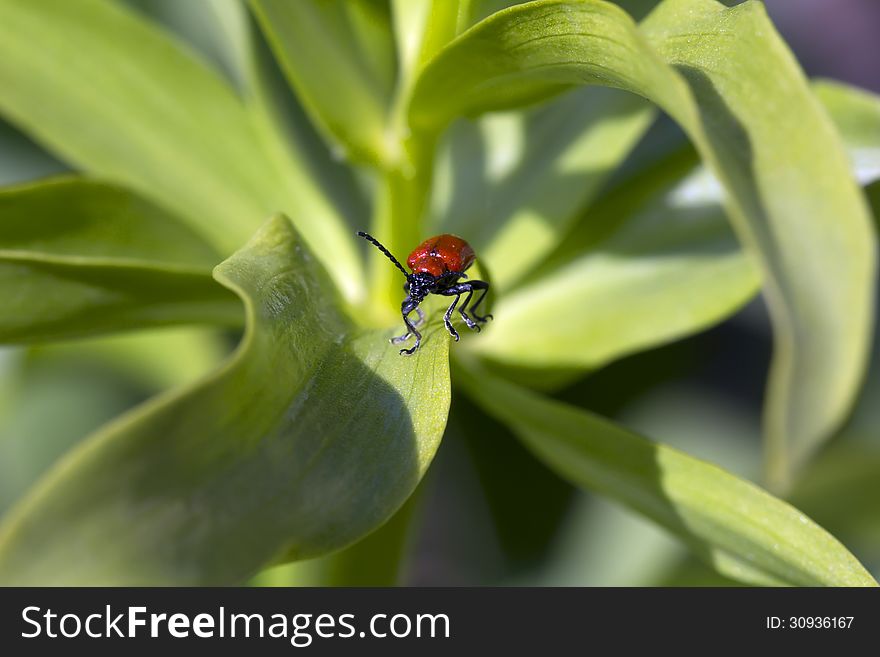 Red Beetle.