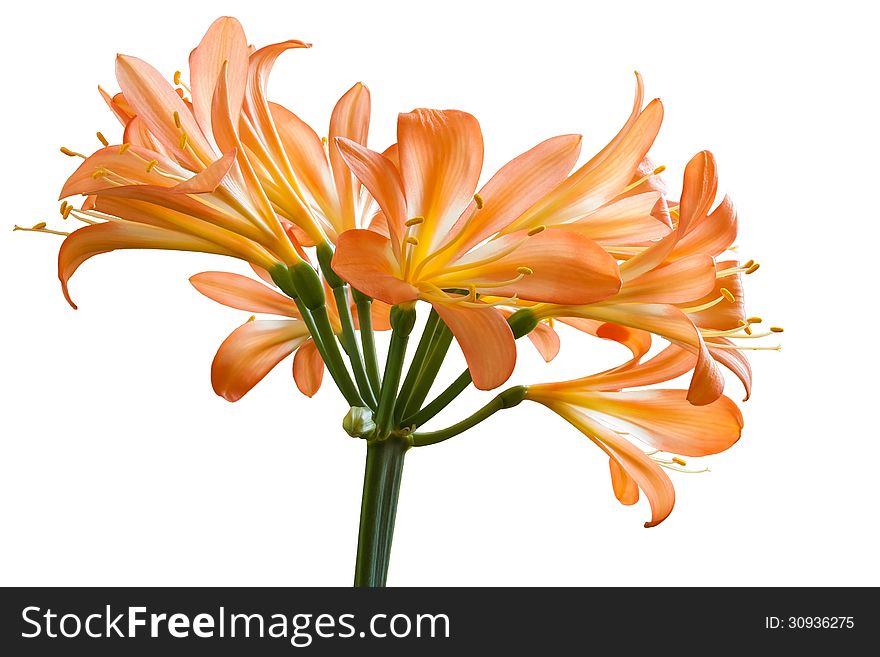 Beautiful orange tropical trumpet-shaped Clivia flower. Isolated on white background. Beautiful orange tropical trumpet-shaped Clivia flower. Isolated on white background.