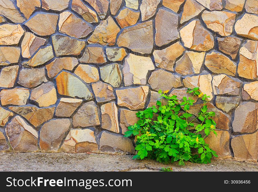 Celandine plant on the background of uneven yellow stone wall. Celandine plant on the background of uneven yellow stone wall