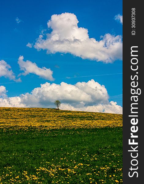 Colorful landscape with dandelion meadow and one single tree.