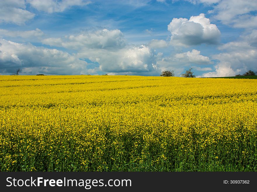 Vibrant canola field/rape field.