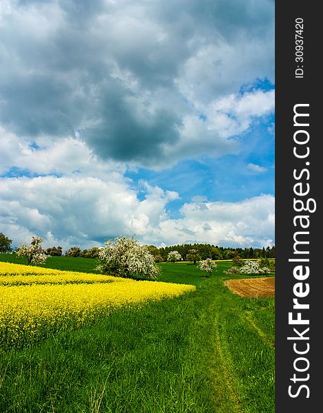 Vibrant canola field/rape field with field road in colorful landscape.