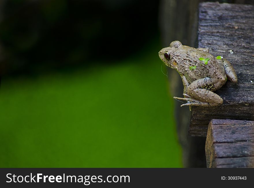Frog on the wooden bridge. Frog on the wooden bridge