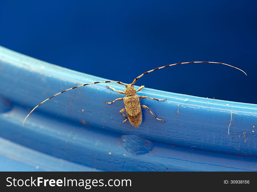 Moustached beetle Kreacher aspen. Moustached beetle Kreacher aspen.