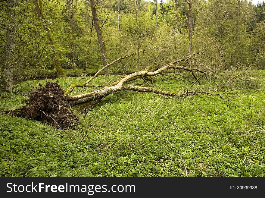 Dead fallen tree with the root of the green undergrowth