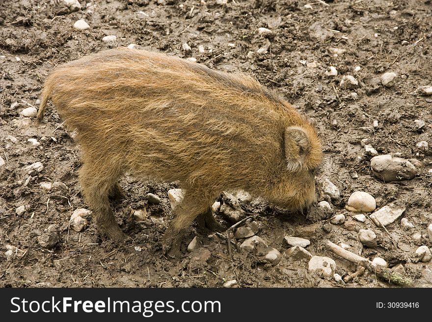 Young wild boar digging in the mud. Young wild boar digging in the mud