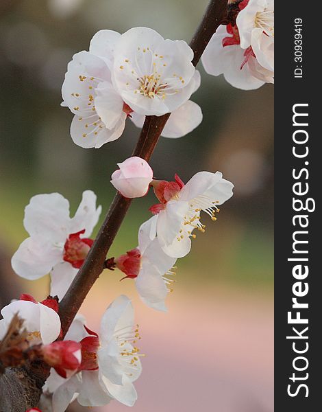 Apricot blossom in spring with soft light. Apricot blossom in spring with soft light