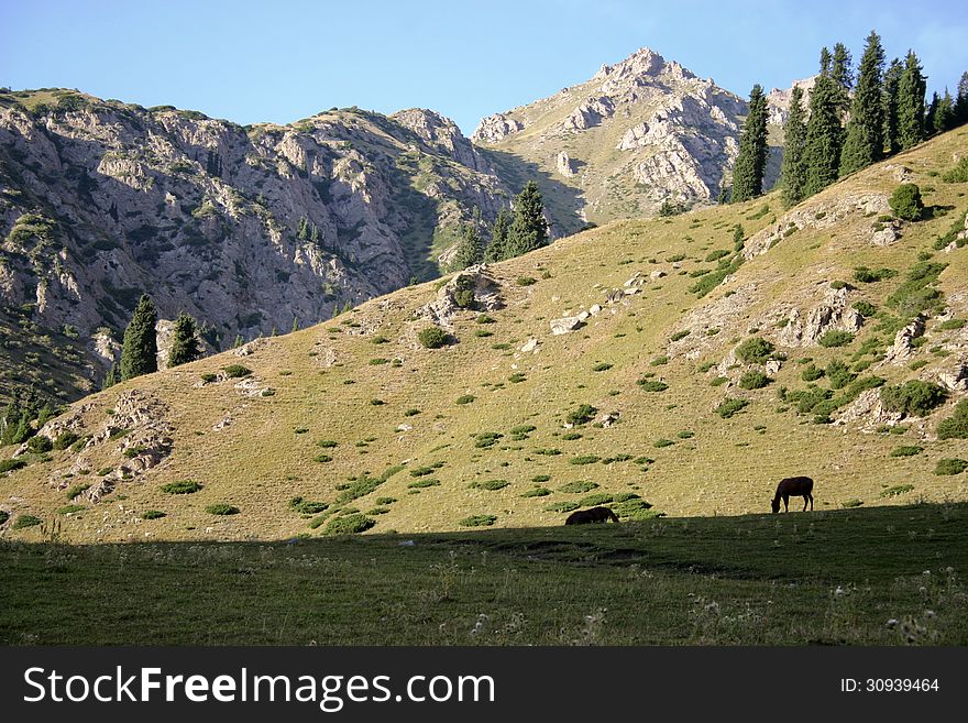 The horses on a background of a mountain landscape. The horses on a background of a mountain landscape.