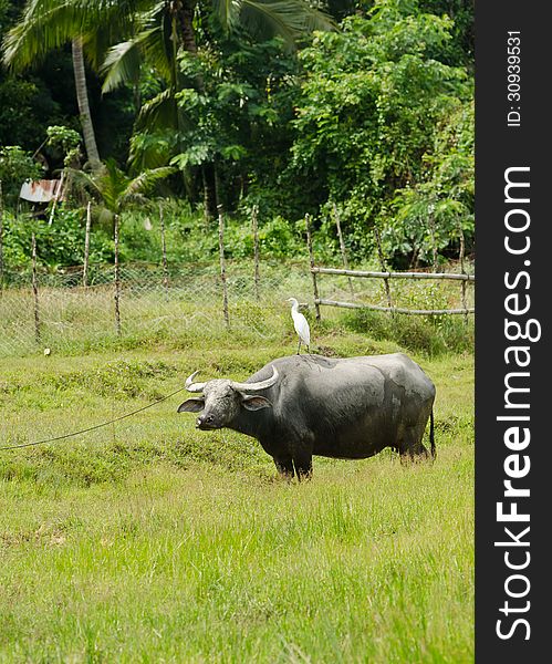 Thai buffalo in rice field with bird. Thai buffalo in rice field with bird