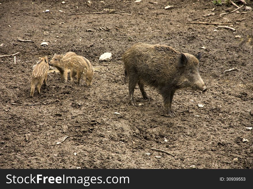 Mom and small wild pigs in muddy field. Mom and small wild pigs in muddy field