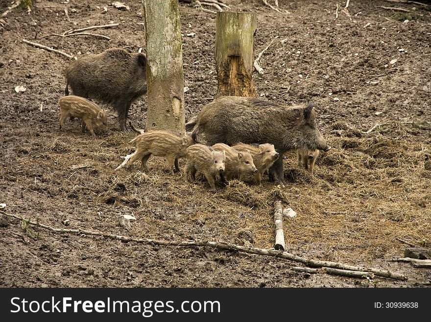 Two females with young wild pigs. Two females with young wild pigs