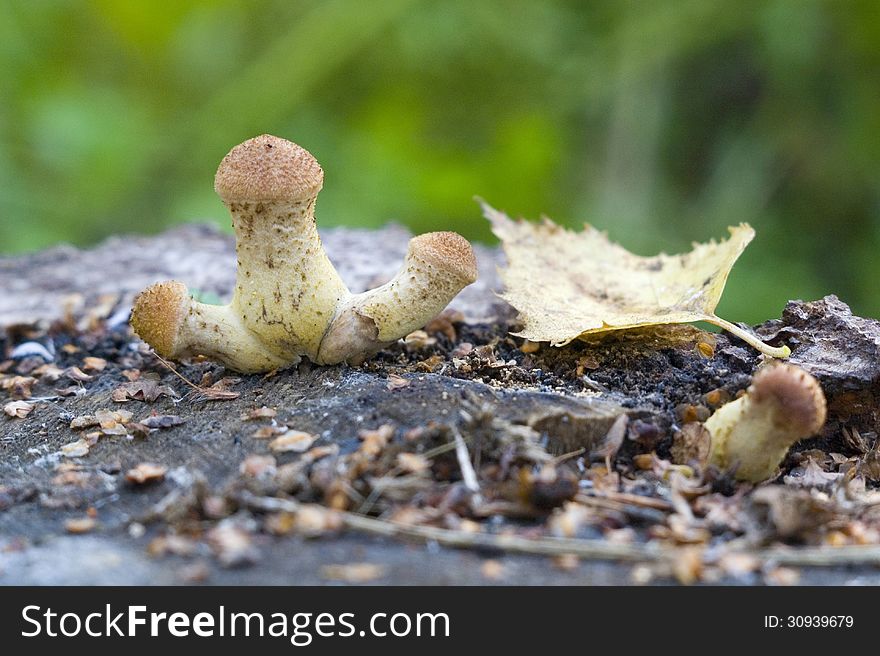 Small mushrooms with a yellow sheet on a green background. Small mushrooms with a yellow sheet on a green background.