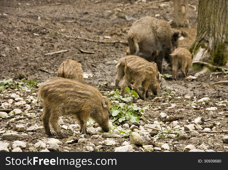 Family of wild pigs grazing in the forest. Family of wild pigs grazing in the forest