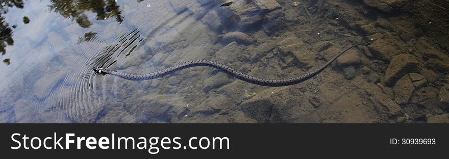 Nonpoisonous snake serpent in the river (about 1.50 meters)