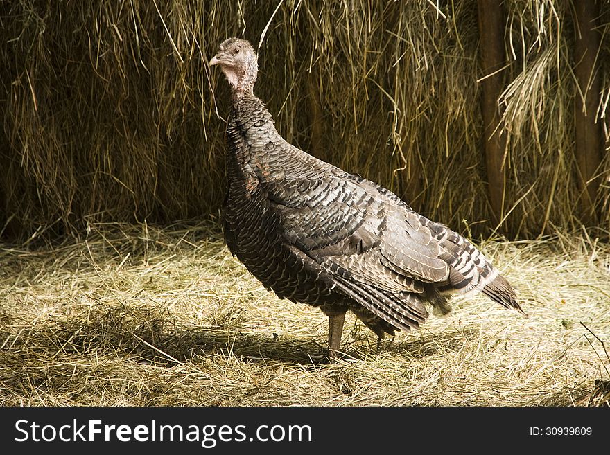 Turkey standing on the side of the hay