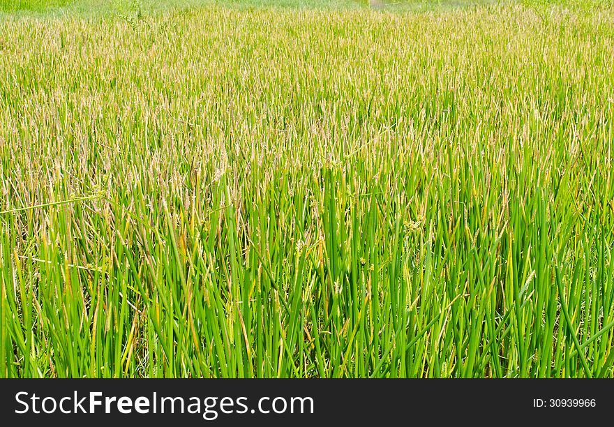 Green Grass Background Or Texture