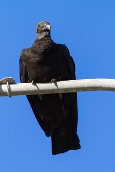 Black Vulture On A Lamppost Royalty Free Stock Photo