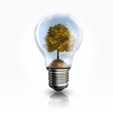 A Light Bulb With A Tree Inside Stock Photo