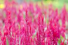 Celosia Argentea Red With Background Royalty Free Stock Photo