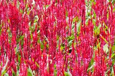 Celosia Argentea Red In Garden Stock Photography