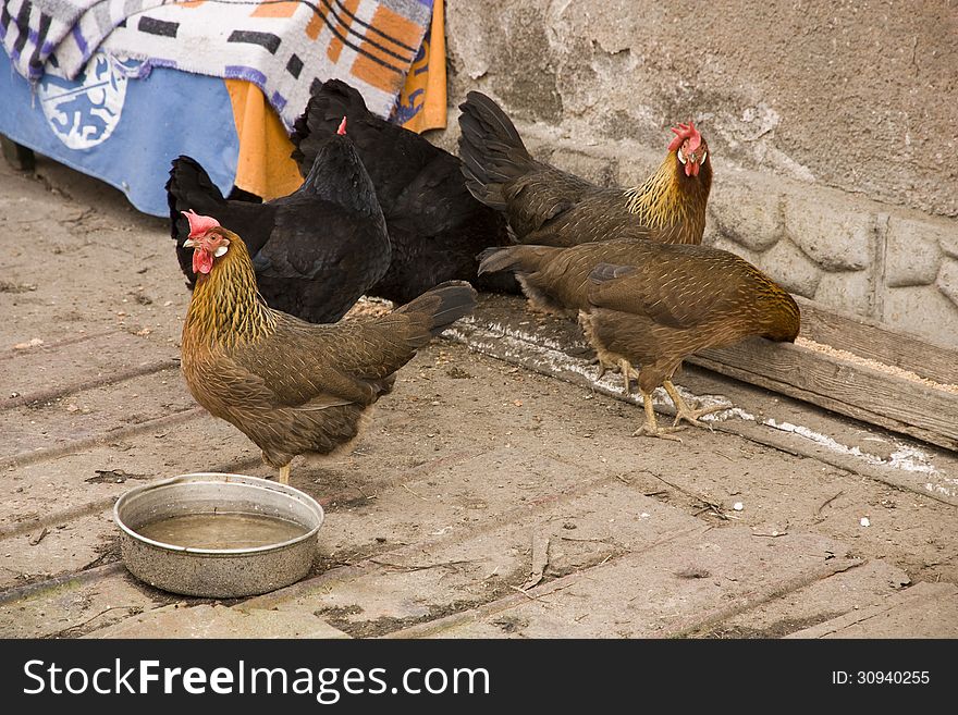 A flock of hens per yard with a bowl of water