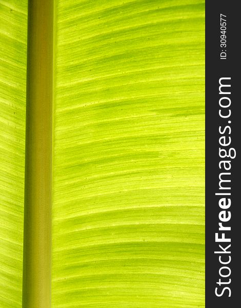 Tectuer Banana leaf have stalk with green-yellow color